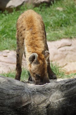 Benekli sırtlan - Crocuta crocuta
