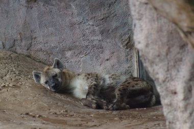 Benekli sırtlan - Crocuta crocuta