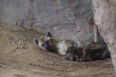 Benekli sırtlan - Crocuta crocuta