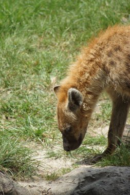 Benekli sırtlan - Crocuta crocuta