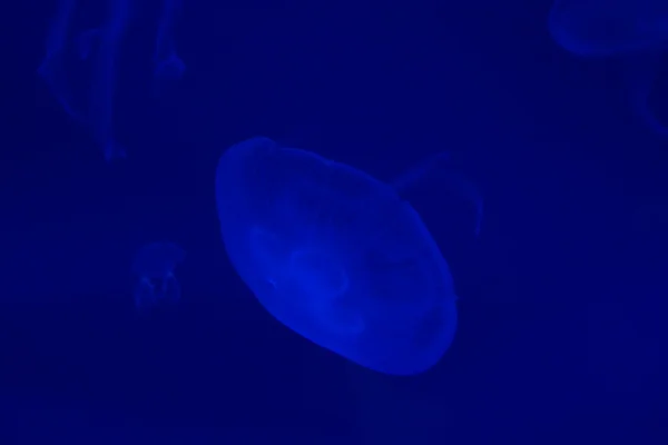 Medusas-da-lua - Aurelia aurita — Fotografia de Stock