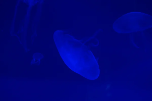 Meduza księżycowa - Aurelia Aurita — Zdjęcie stockowe
