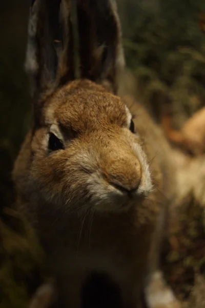 ユキウサギ - 野兎 — ストック写真