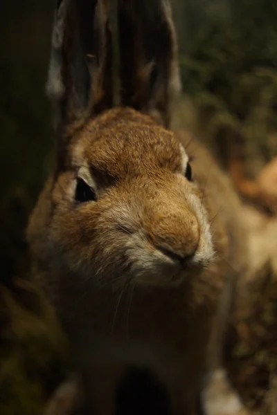 Liebre de montaña - Lepus timidus — Foto de Stock