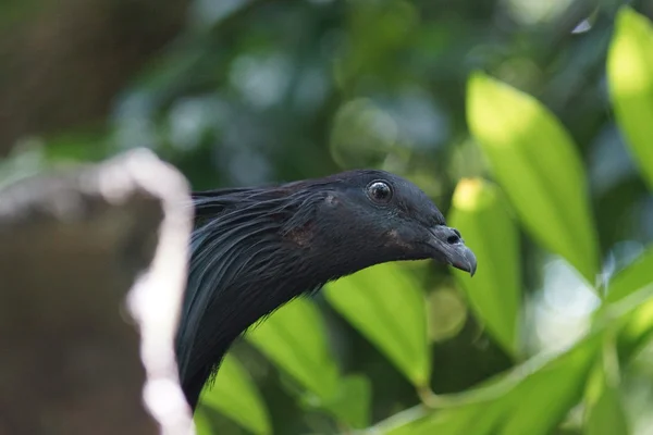 Nicobar Pigeon - Caloenas nicobarica — Stock Photo, Image