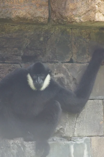 Gibbon de mejillas blancas del norte - Nomascus leucogenys — Foto de Stock