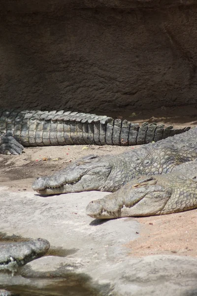 Nilen krokodil - crocodylus niloticus — Stockfoto