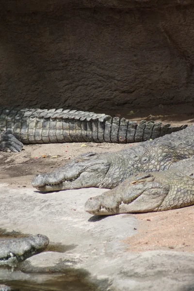 Nile Crocodile - Crocodylus niloticus — Stock Photo, Image