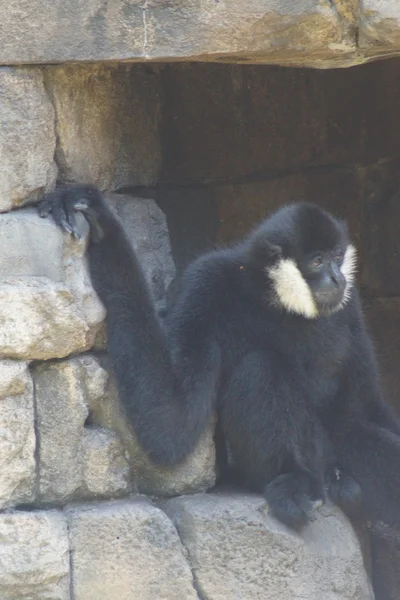 Gibbon de mejillas blancas del norte - Nomascus leucogenys — Foto de Stock