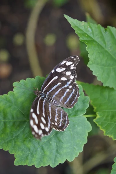 Orange-banded Shoemaker - Catonephele orites — Stock Photo, Image