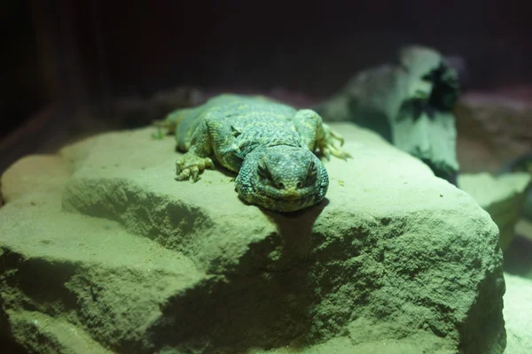 Díszes Tobzosfarkúgyík-félék gyík - Uromastyx ornata — Stock Fotó