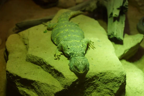 Díszes Tobzosfarkúgyík-félék gyík - Uromastyx ornata — Stock Fotó