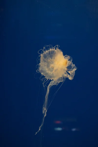 Urtiga do mar do Pacífico - Chrysaora fuscescens — Fotografia de Stock