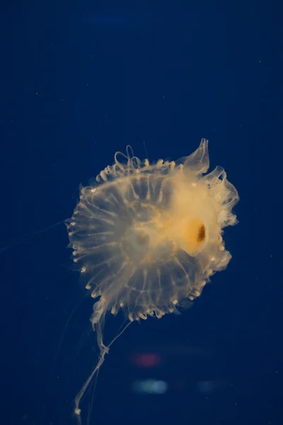 Pacific Sea Nettle - Chrysaora fuscescens — Stock Photo, Image