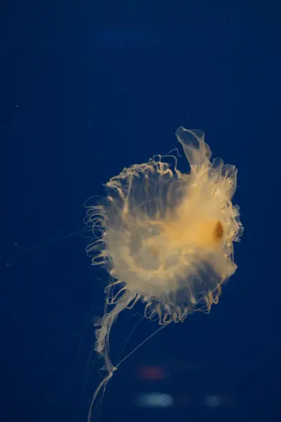 Ortica del Pacifico - Chrysaora fuscescens — Foto Stock