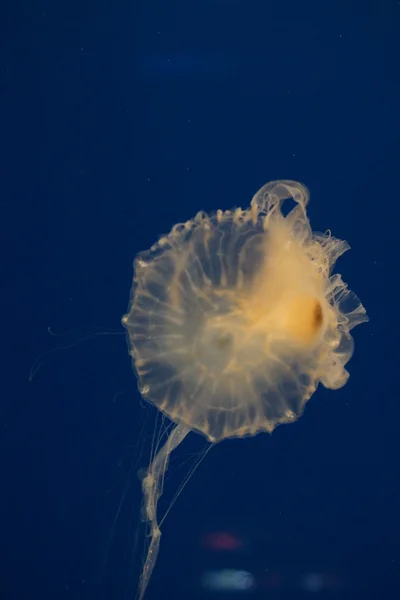 Ortica del Pacifico - Chrysaora fuscescens — Foto Stock