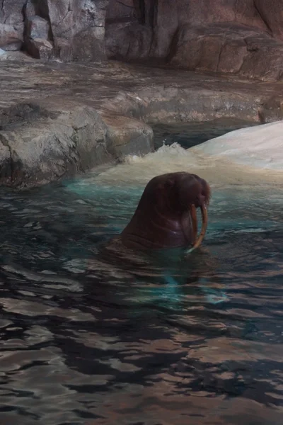 Pacific Walrus - Odobensus rosmarus divergens — Stock Photo, Image