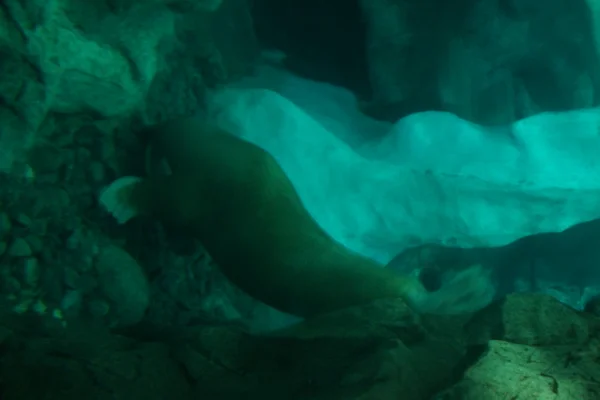 Pasifik deniz aygırı - Odobensus erkek divergens — Stok fotoğraf