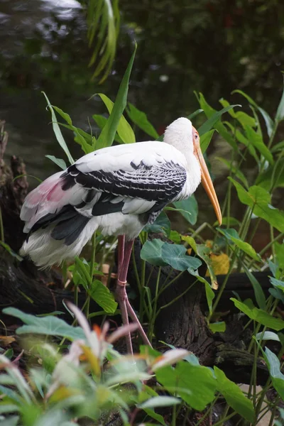 Cigogne peinte - Mycteria leucocephala — Photo