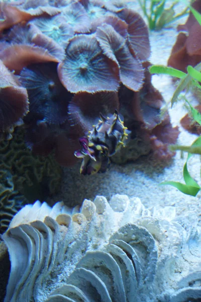 Pfeffer 's Flamboyant Cuttlefish - Metasepia pfefferi — Fotografia de Stock