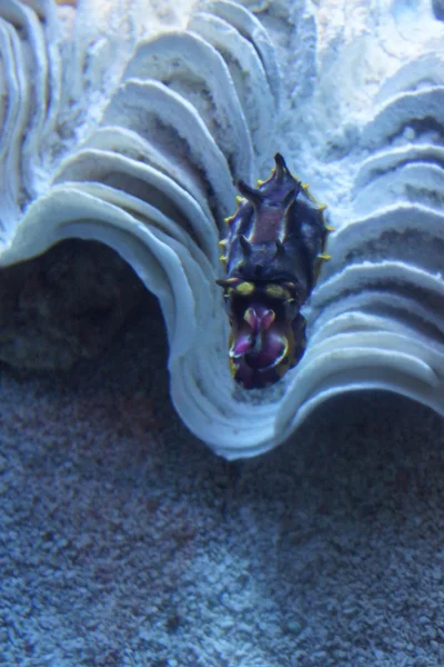 Pfeffer 's Flamboyant Cuttlefish - Metasepia pfefferi — стоковое фото