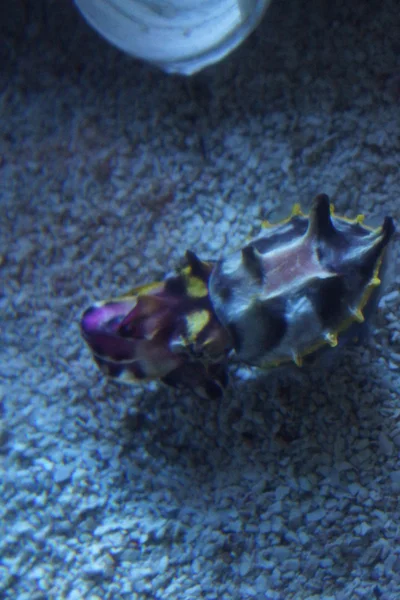 Pfeffer 's Flamboyant Cuttlefish - Metasepia pfefferi — Foto de Stock