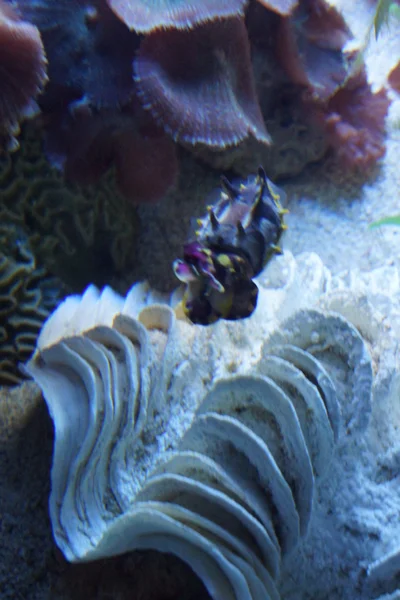 Pfeffer Flamboyant bläckfisk - Metasepia pfefferi — Stockfoto