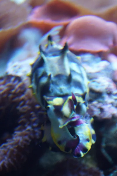 Pfeffer 's Flamboyant Cuttlefish - Metasepia pfefferi — Fotografia de Stock