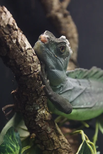 Plumed Basillisk - Basiliscus plumifrons — Stock Photo, Image