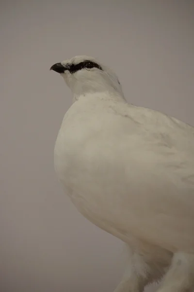 Bělokur - Lagopus muta — Stock fotografie