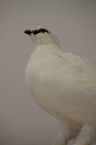 Pernice bianca - Lagopus muta — Foto Stock