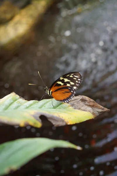 Pteronymia notilla - vibrant tropical butterfly — Stock Photo, Image