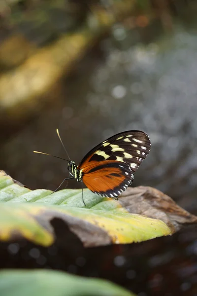Pteronymia notilla - vibrant tropical butterfly — Stock Photo, Image
