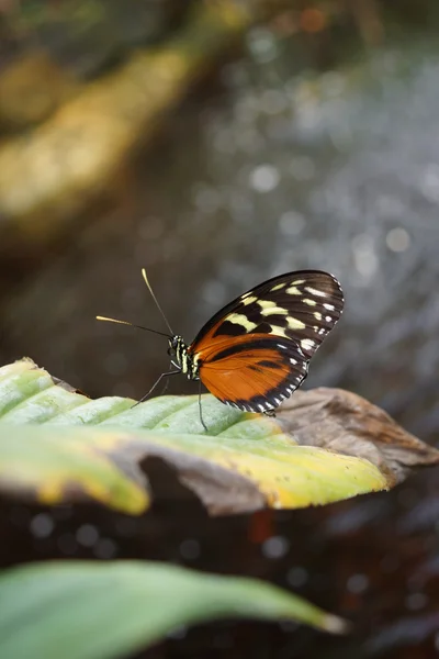 Pteronymia notilla - borboleta tropical vibrante — Fotografia de Stock