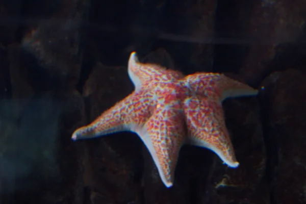 Estrella del cojín rojo - Porania pulvillus — Foto de Stock