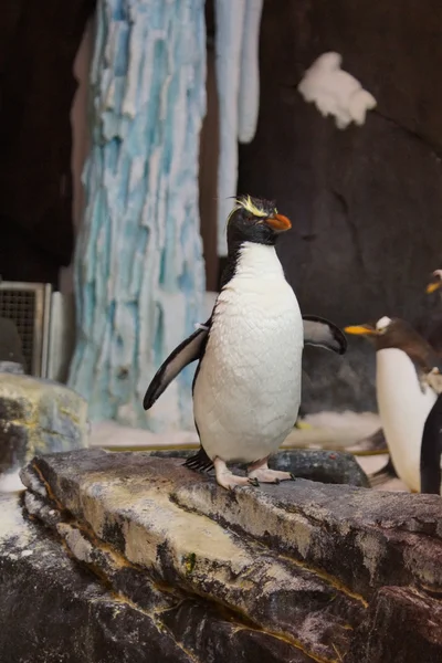 Pinguino di Rockhopper - Eudyptes chrysocome — Foto Stock