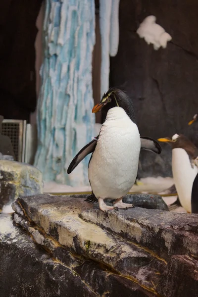 Pinguino di Rockhopper - Eudyptes chrysocome — Foto Stock