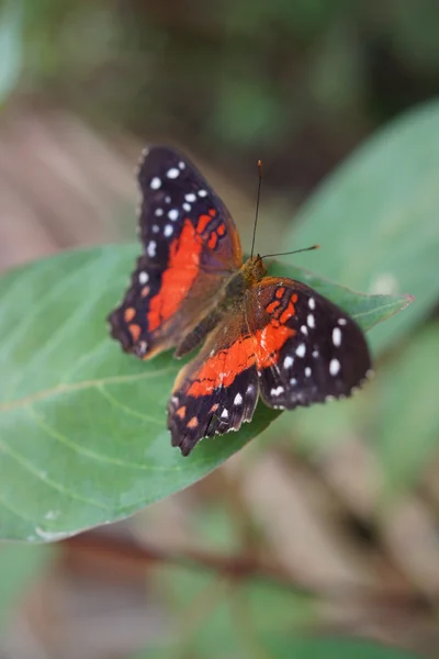 Pavão escarlate - Arnatia amathea — Fotografia de Stock