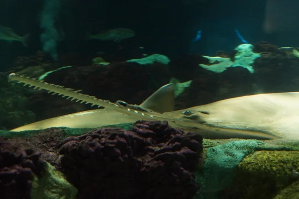 スモールトゥース Sawfish - Pristis pectinata — ストック写真