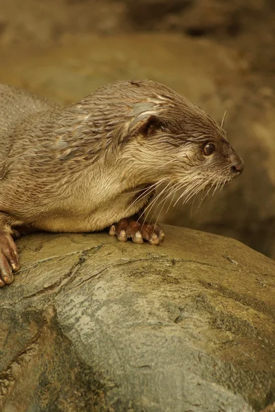 Smooth-coated Otter - Lutrogale perspicillata — Stock Photo, Image