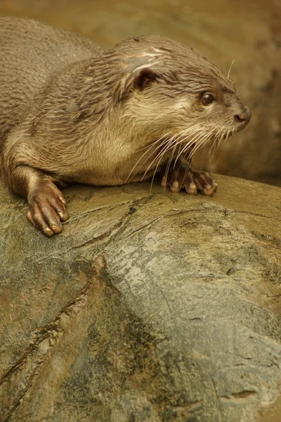 Glatte Fischotter - lutrogale perspicillata — Stockfoto