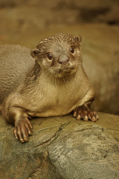Smooth-coated Otter - Lutrogale perspicillata — Stock Photo, Image