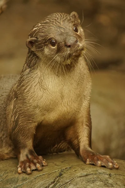 Smooth-coated Otter - Lutrogale perspicillata — Stock Photo, Image