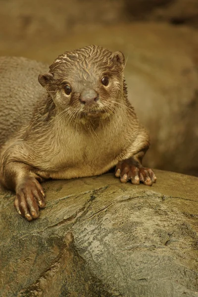 Smooth-coated Otter - Lutrogale perspicillata — Stock Photo, Image