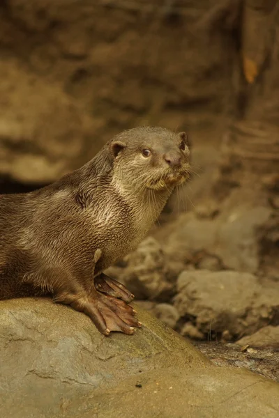 Loutre à revêtement lisse - Lutrogale perspicillata — Photo