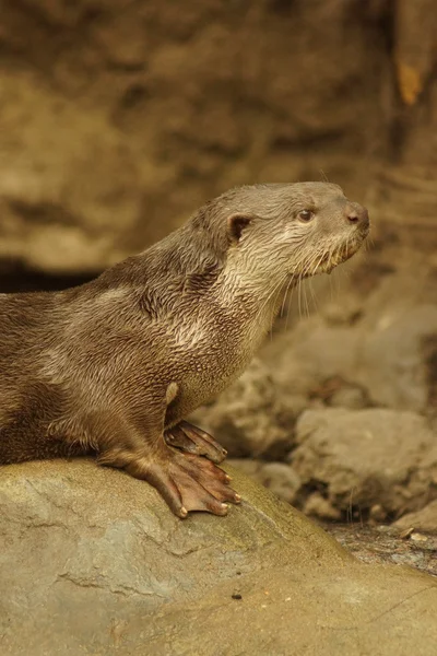 Otter con rivestimento liscio - Lutrogale perspicillata — Foto Stock