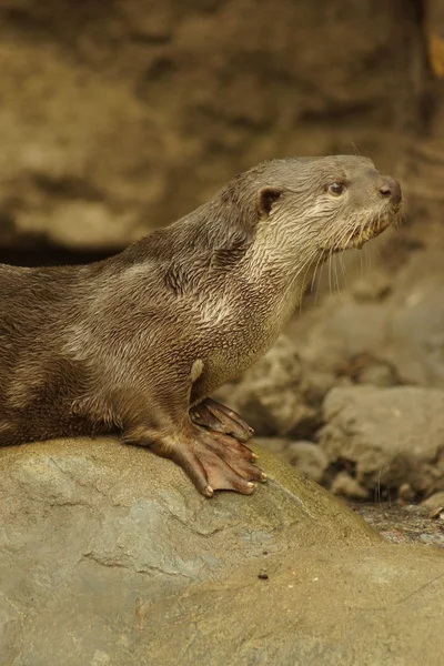 Плавне покриття Otter - Lutrogale perspicillata — стокове фото