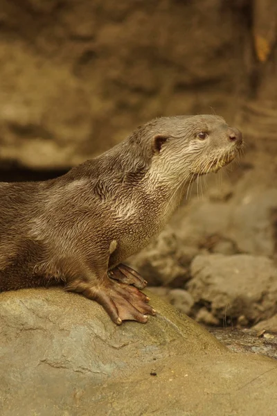 Плавне покриття Otter - Lutrogale perspicillata — стокове фото