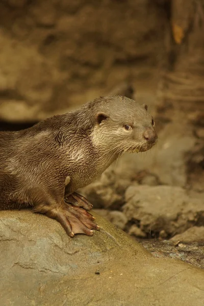 Yumuşak kaplı Otter - Lutrogale perspicillata — Stok fotoğraf