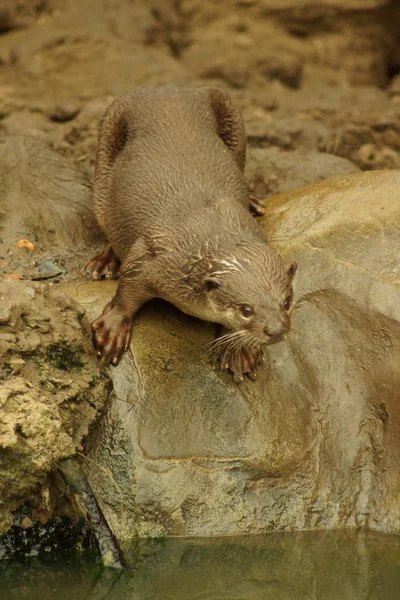 Loutre à revêtement lisse - Lutrogale perspicillata — Photo